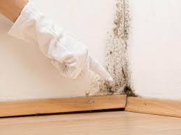 Best Mold Odor Removal Services in USA